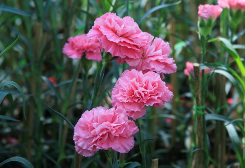 carnation