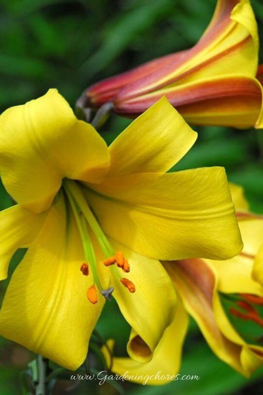 Lilium 'Golden Splendor'