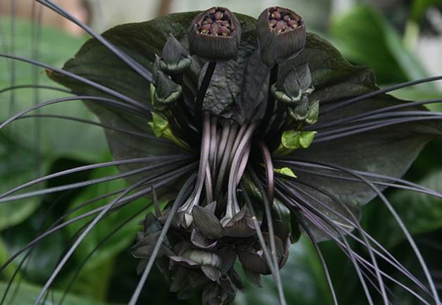 Bat Flower Plant, Black Tacca chantrieri Ornamental