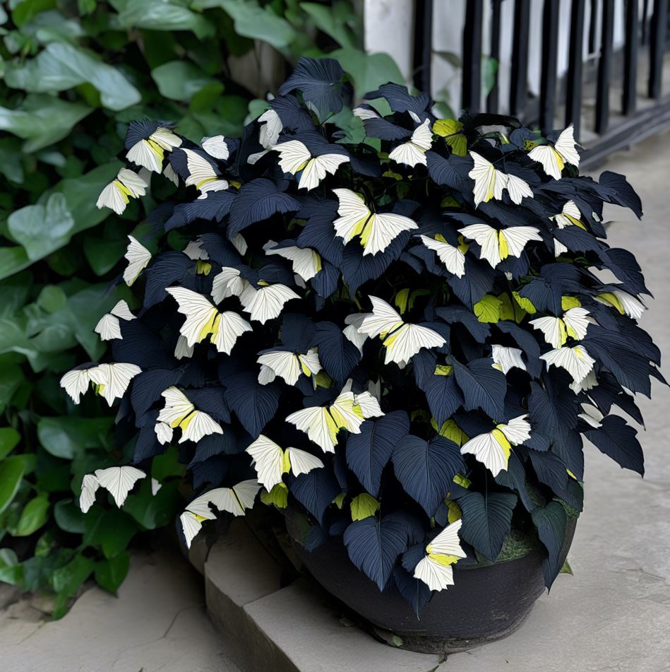 Begonia Butterfly Wings with dark leaves and white butterfly-shaped flowers in a garden