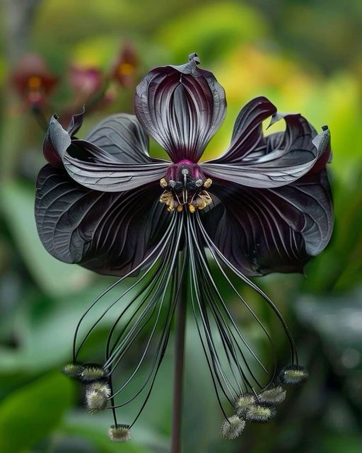 Mesmerizing Black Bat Flower (Tacca chantrieri)